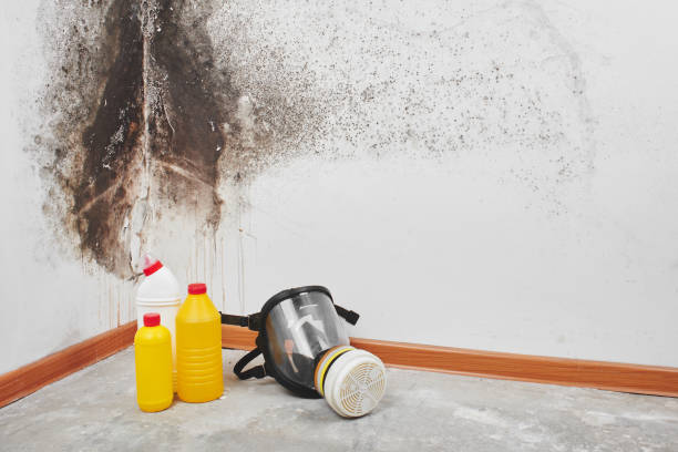 Best Mold Damage Repair  in Flemington, PA