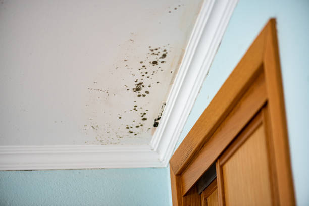 Best Mold Testing  in Flemington, PA