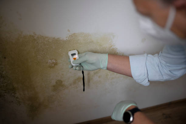 Best Fast Mold Removal  in Flemington, PA