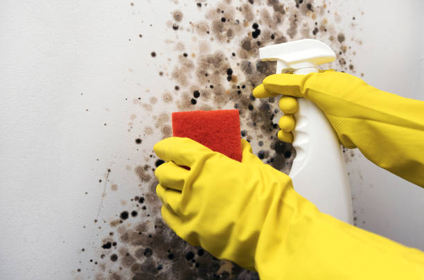 Best Local Mold Removal Service  in Flemington, PA