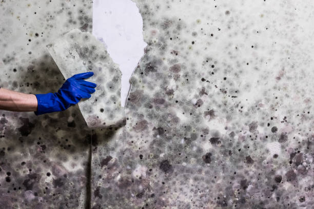 Best Office Mold Removal Services  in Flemington, PA