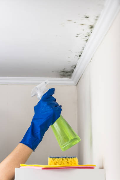 Best Local Mold Removal Service  in Flemington, PA